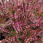 Calluna vulgaris GARDEN GIRLS ‘Bonita’ - 