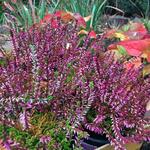 Calluna vulgaris GARDEN GIRLS ‘Bonita’ - 