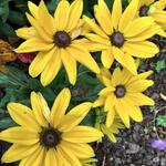 Rudbeckia SUNBECKIA 'Victoria' - 