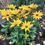 Rudbeckia SUNBECKIA 'Victoria' - 