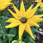 Rudbeckia SUNBECKIA 'Victoria' - 