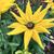 Rudbeckia SUNBECKIA 'Victoria'