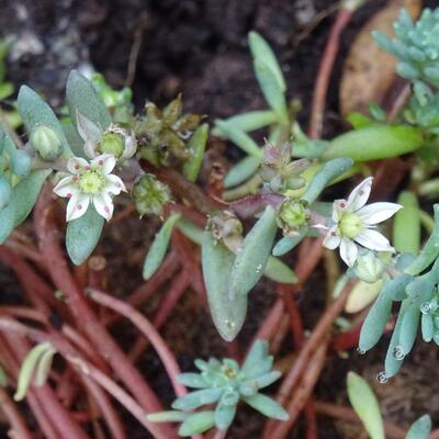 Sedum nevii 'Silver Frost' - 