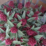 Skimmia japonica 'Marlot' - 