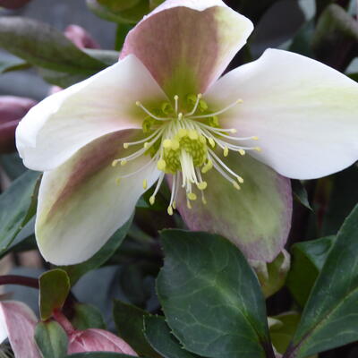 Helleborus x ericsmithii VIV 'Valeria - 