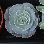 Echeveria 'Pollux' - 