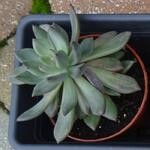 Pachyphytum hookeri - 