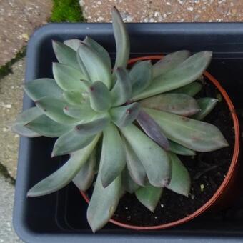 Pachyphytum hookeri