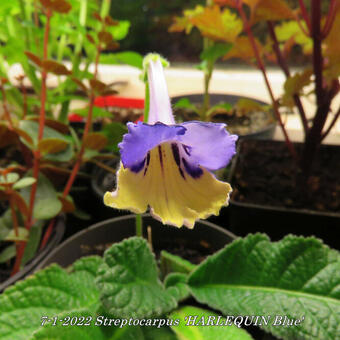 Streptocarpus 'HARLEQUIN Blue'