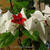 Clerodendrum thomsoniae