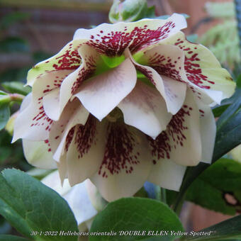 Helleborus orientalis 'DOUBLE ELLEN Yellow Spotted'