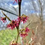 Hamamelis vernalis 'Amethyst' - 