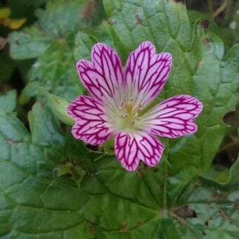 Geranium linearilobum subsp. transversale 'Foundling's Friend'