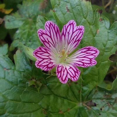 Geranium linearilobum subsp. transversale 'Foundling's Friend' - 