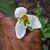 Galanthus nivalis