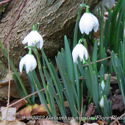 Galanthus nivalis 'Flore Pleno' - 