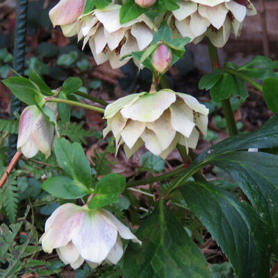 Helleborus orientalis 'DOUBLE ELLEN Yellow Spotted' - Helleborus orientalis 'DOUBLE ELLEN Yellow Spotted'