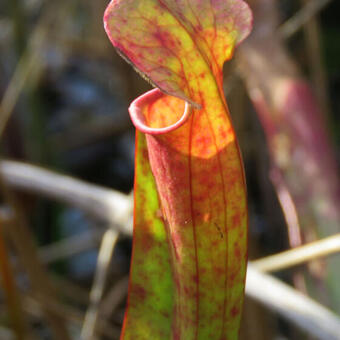 Sarracenia