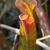 Sarracenia