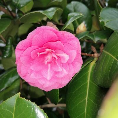 Camellia japonica (Roze) - Kamelie - Camellia japonica (Roze)