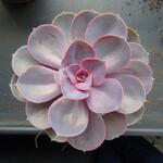 Echeveria 'Perle von Nurnberg' - 