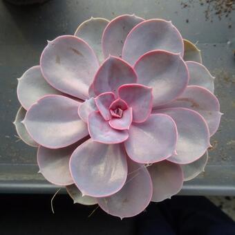 Echeveria 'Perle von Nurnberg'