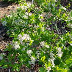 Aronia melanocarpa 'Professor Ed' - 