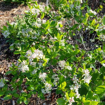 Aronia melanocarpa 'Professor Ed'