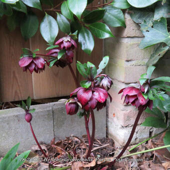 Helleborus orientalis 'Purple Pink Pompon'