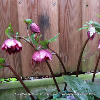 Helleborus orientalis 'Wilgenbroek Double Pink'