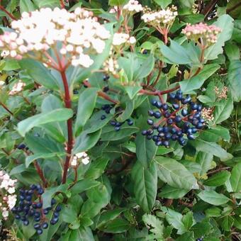 Viburnum tinus 'Gwenllian'