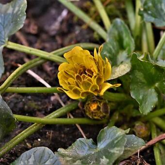 Ficaria verna 'Double Bronze'