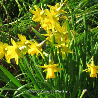 Narcissus 'Tête à tête'