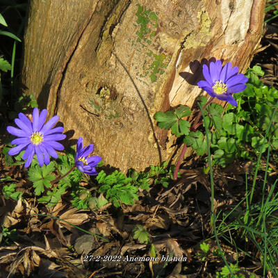 Anemone blanda - 