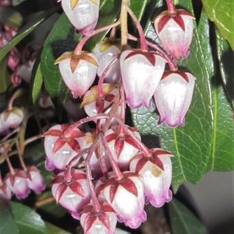 Pieris japonica 'Katsura'