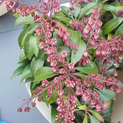 Pieris japonica 'Katsura'