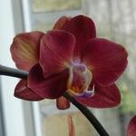 Phalaenopsis multiflora 'Red Lion' - 