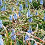 Muscari armeniacum 'Valerie Finnis' - 