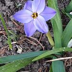 Ipheion 'Rolf Fiedler' - 