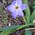 Ipheion 'Rolf Fiedler'