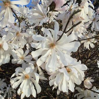 Magnolia stellata