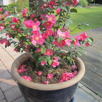 Camellia japonica 'Winter Perfume Pink'