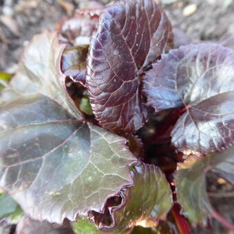 Ligularia dentata 'Dark Beauty'