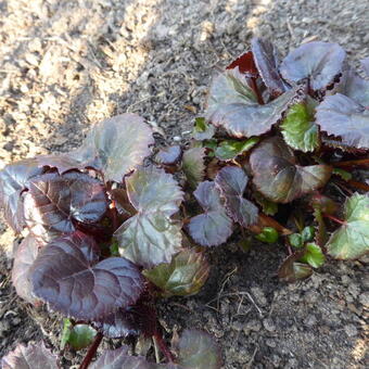 Ligularia dentata 'Dark Beauty'