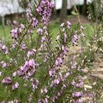 Erica erigena 'Mediterranea' - 