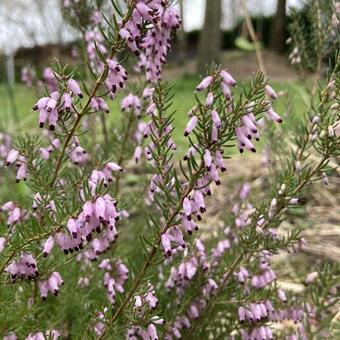 Erica erigena 'Mediterranea'