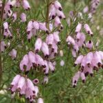 Erica erigena 'Mediterranea' - 