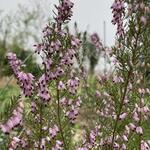 Erica erigena 'Mediterranea' - 