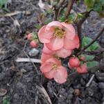 Chaenomeles x superba 'Pink Lady' - Chaenomeles x superba 'Pink Lady'