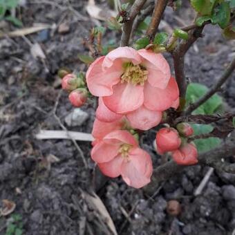 Chaenomeles x superba 'Pink Lady'